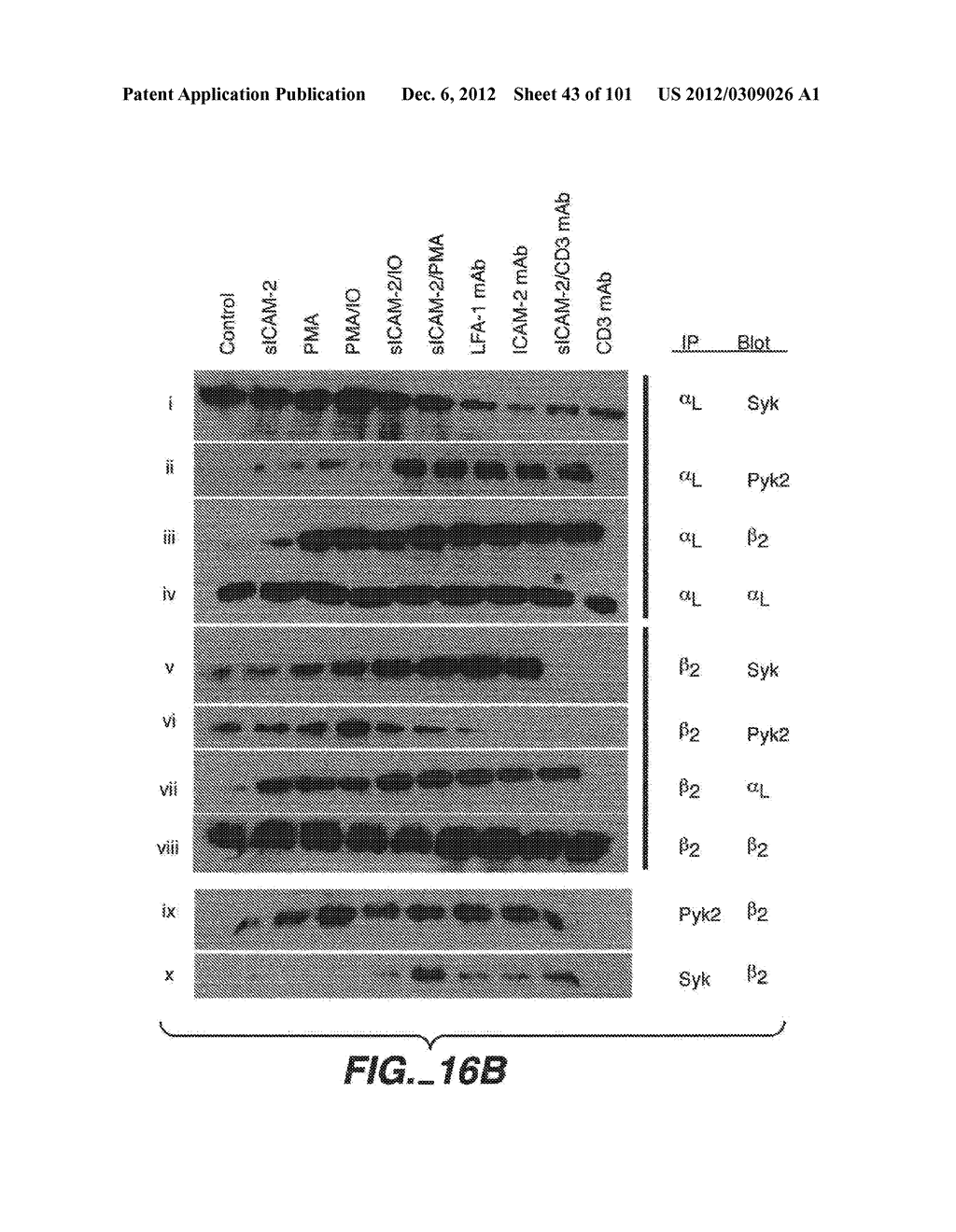 METHODS AND COMPOSITIONS FOR DETECTING THE ACTIVATION STATE OF MULTIPLE     PROTEINS IN SINGLE CELLS - diagram, schematic, and image 44