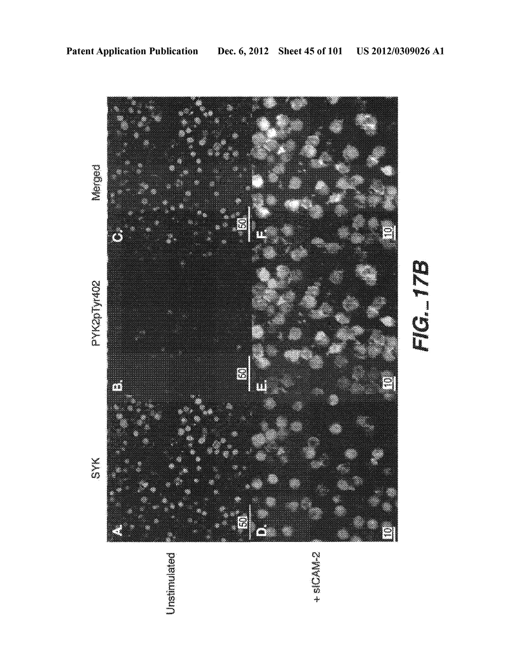 METHODS AND COMPOSITIONS FOR DETECTING THE ACTIVATION STATE OF MULTIPLE     PROTEINS IN SINGLE CELLS - diagram, schematic, and image 46