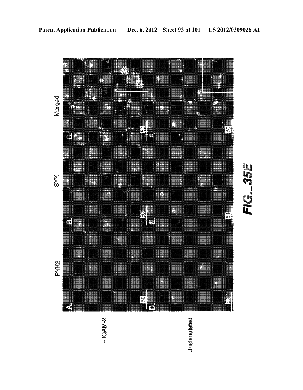 METHODS AND COMPOSITIONS FOR DETECTING THE ACTIVATION STATE OF MULTIPLE     PROTEINS IN SINGLE CELLS - diagram, schematic, and image 94