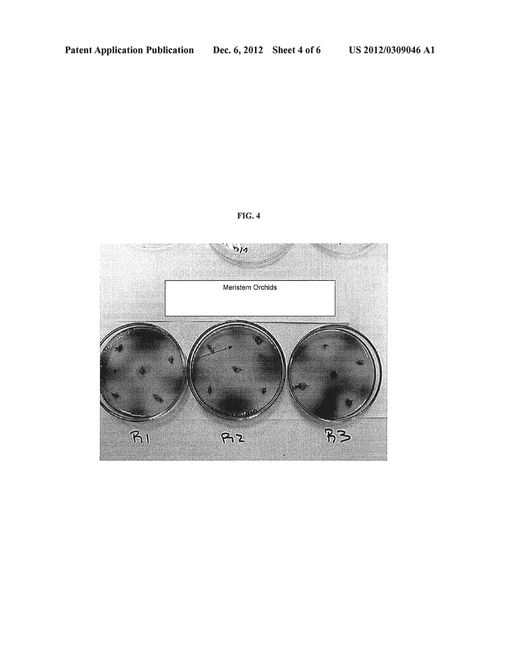 METHOD AND DEVICE FOR DETERMINING THE VIABILITY OF A PLANT SAMPLE - diagram, schematic, and image 05