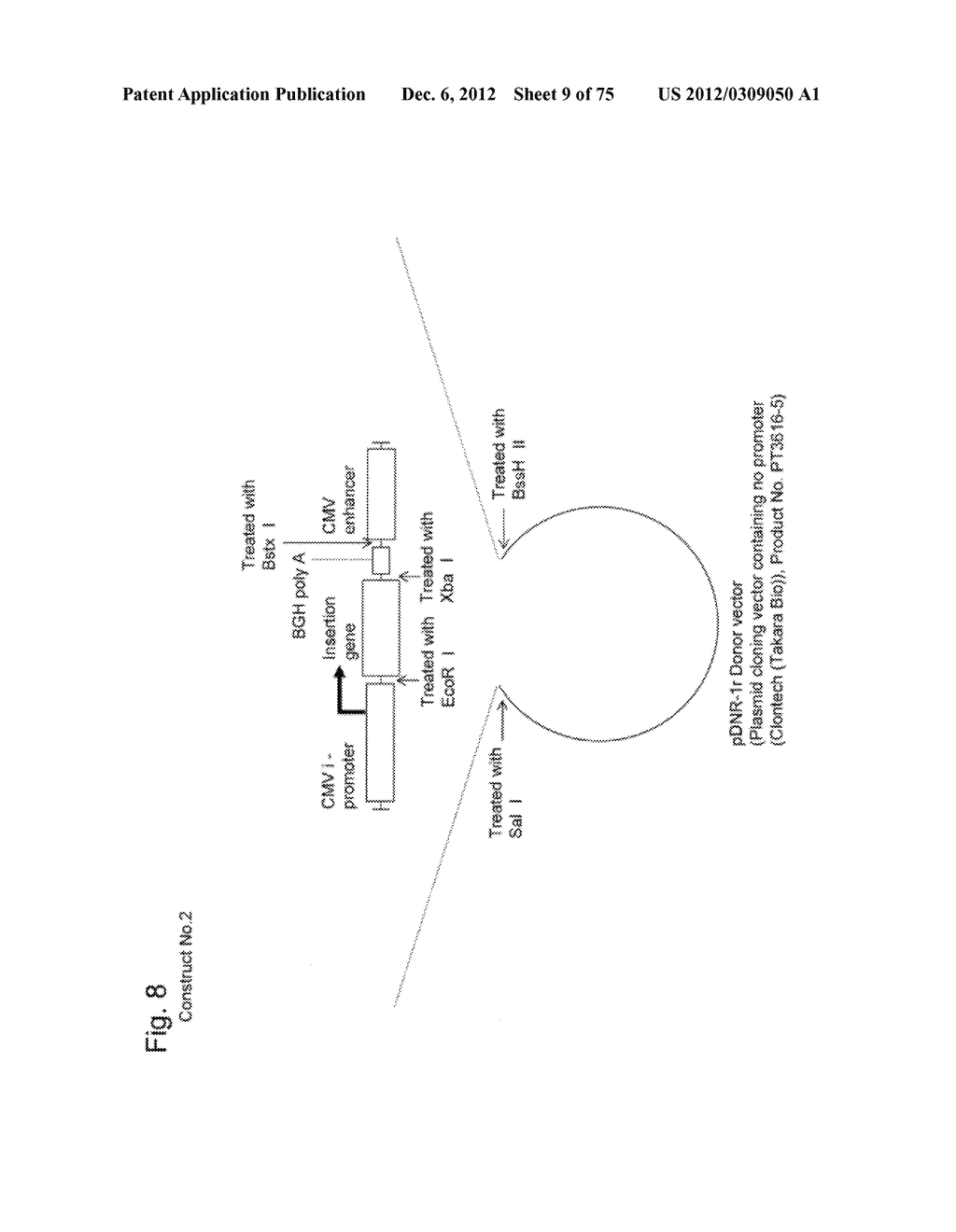 SYSTEM FOR INCREASING GENE EXPRESSION AND VECTOR COMPRISING THE SYSTEM - diagram, schematic, and image 10