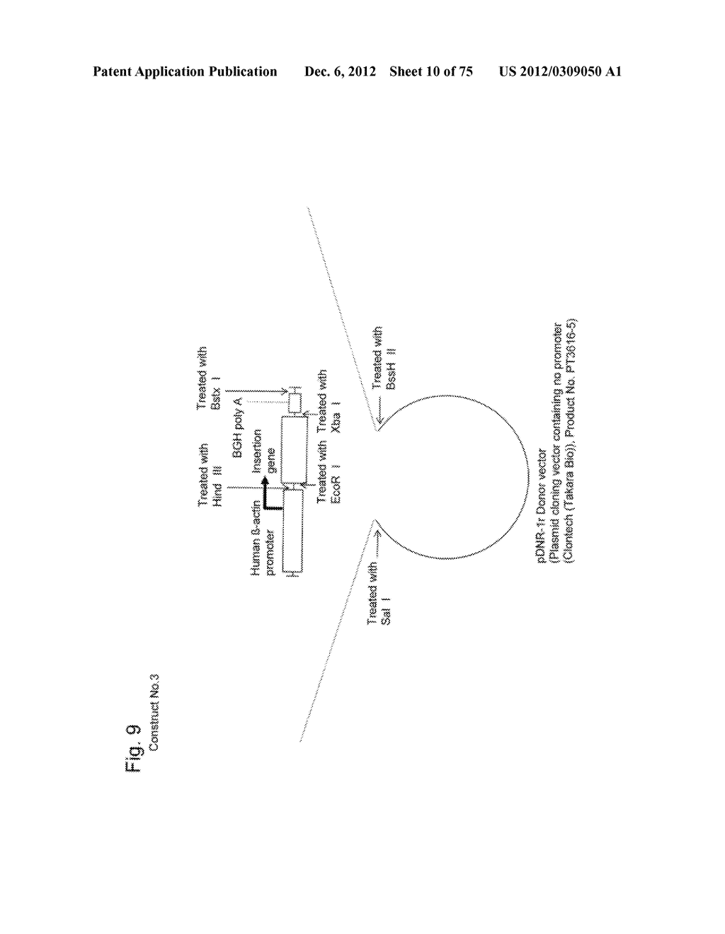 SYSTEM FOR INCREASING GENE EXPRESSION AND VECTOR COMPRISING THE SYSTEM - diagram, schematic, and image 11