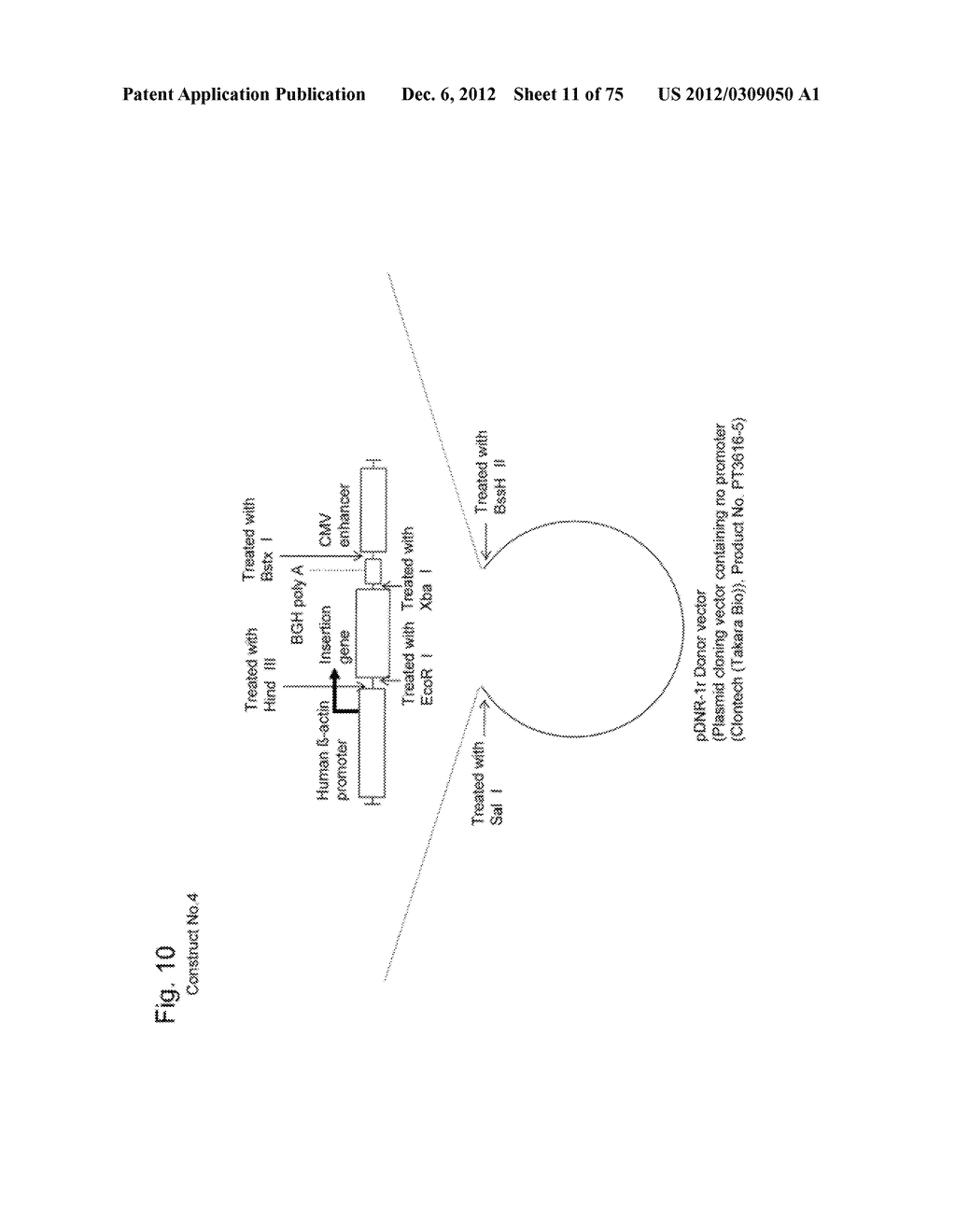 SYSTEM FOR INCREASING GENE EXPRESSION AND VECTOR COMPRISING THE SYSTEM - diagram, schematic, and image 12