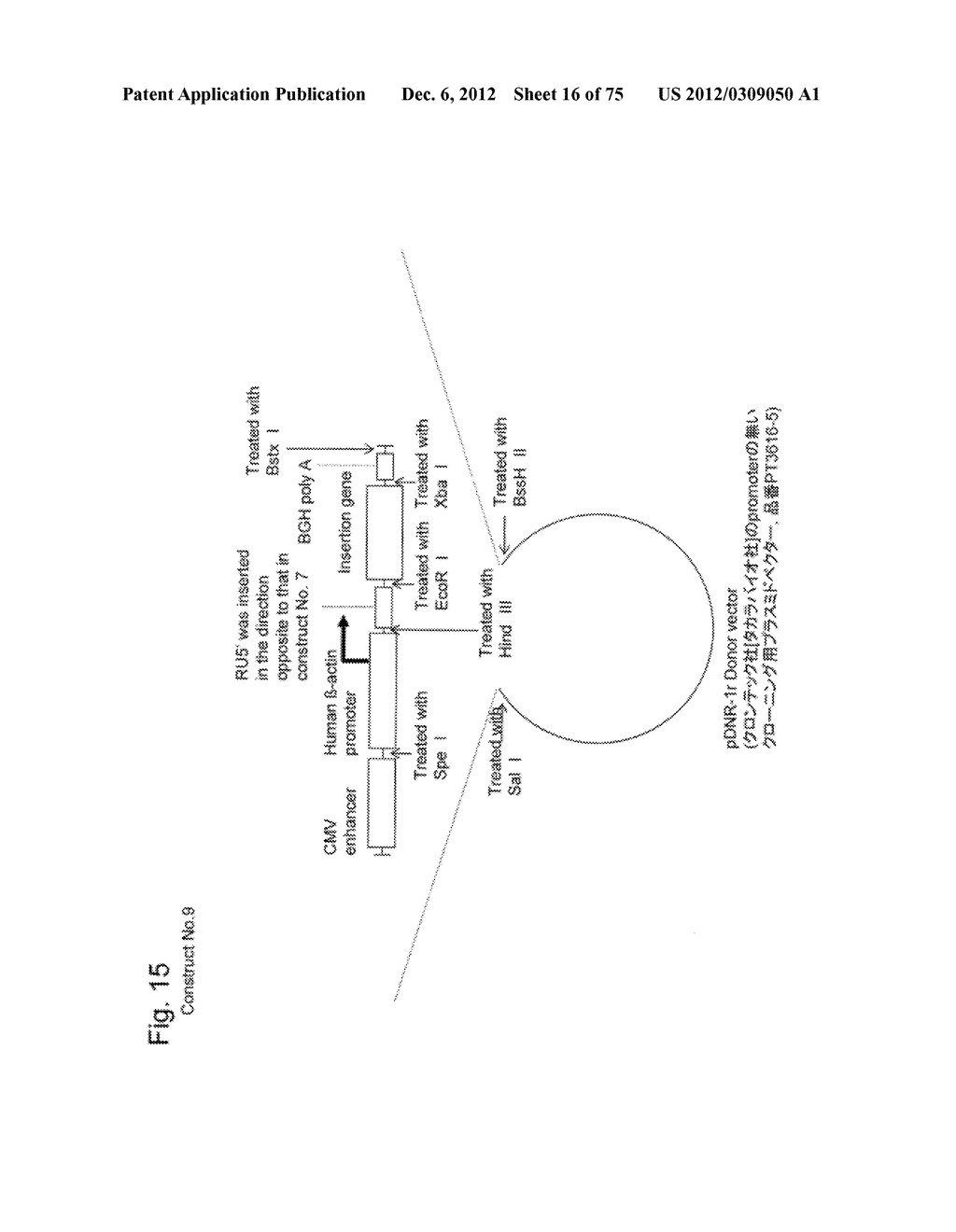 SYSTEM FOR INCREASING GENE EXPRESSION AND VECTOR COMPRISING THE SYSTEM - diagram, schematic, and image 17