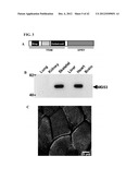 COMPOSITIONS AND METHODS FOR PREPARING RECOMBINANT MG53 AND METHODS FOR     OPTIMIZING SAME diagram and image