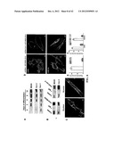 COMPOSITIONS AND METHODS FOR PREPARING RECOMBINANT MG53 AND METHODS FOR     OPTIMIZING SAME diagram and image