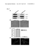 COMPOSITIONS AND METHODS FOR PREPARING RECOMBINANT MG53 AND METHODS FOR     OPTIMIZING SAME diagram and image