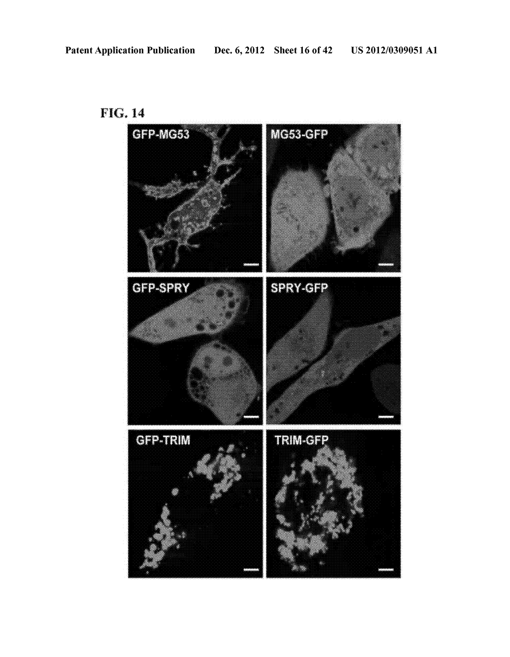 COMPOSITIONS AND METHODS FOR PREPARING RECOMBINANT MG53 AND METHODS FOR     OPTIMIZING SAME - diagram, schematic, and image 17