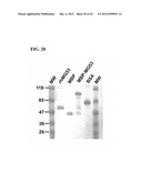 COMPOSITIONS AND METHODS FOR PREPARING RECOMBINANT MG53 AND METHODS FOR     OPTIMIZING SAME diagram and image