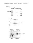 COMPOSITIONS AND METHODS FOR PREPARING RECOMBINANT MG53 AND METHODS FOR     OPTIMIZING SAME diagram and image