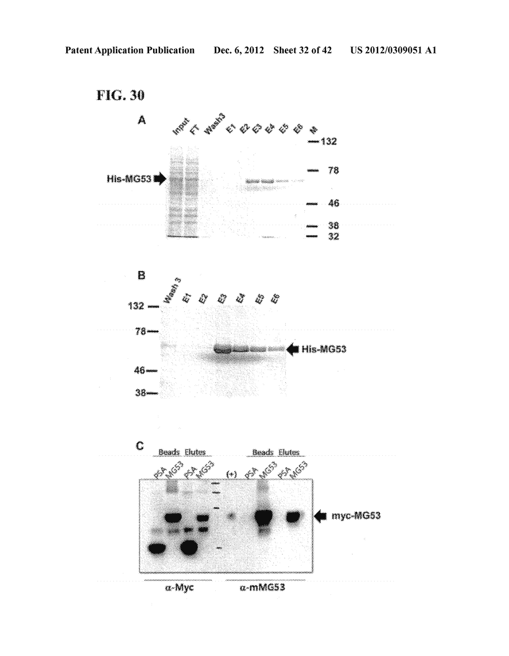 COMPOSITIONS AND METHODS FOR PREPARING RECOMBINANT MG53 AND METHODS FOR     OPTIMIZING SAME - diagram, schematic, and image 33