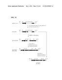 COMPOSITIONS AND METHODS FOR PREPARING RECOMBINANT MG53 AND METHODS FOR     OPTIMIZING SAME diagram and image