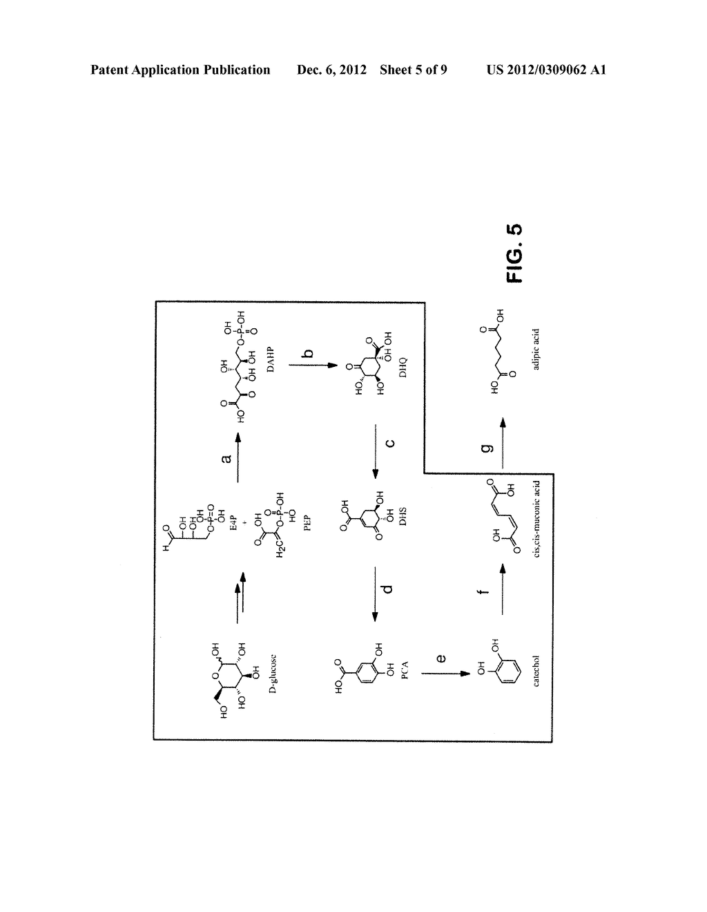 MICROORGANISMS FOR THE PRODUCTION OF ADIPIC ACID AND OTHER COMPOUNDS - diagram, schematic, and image 06