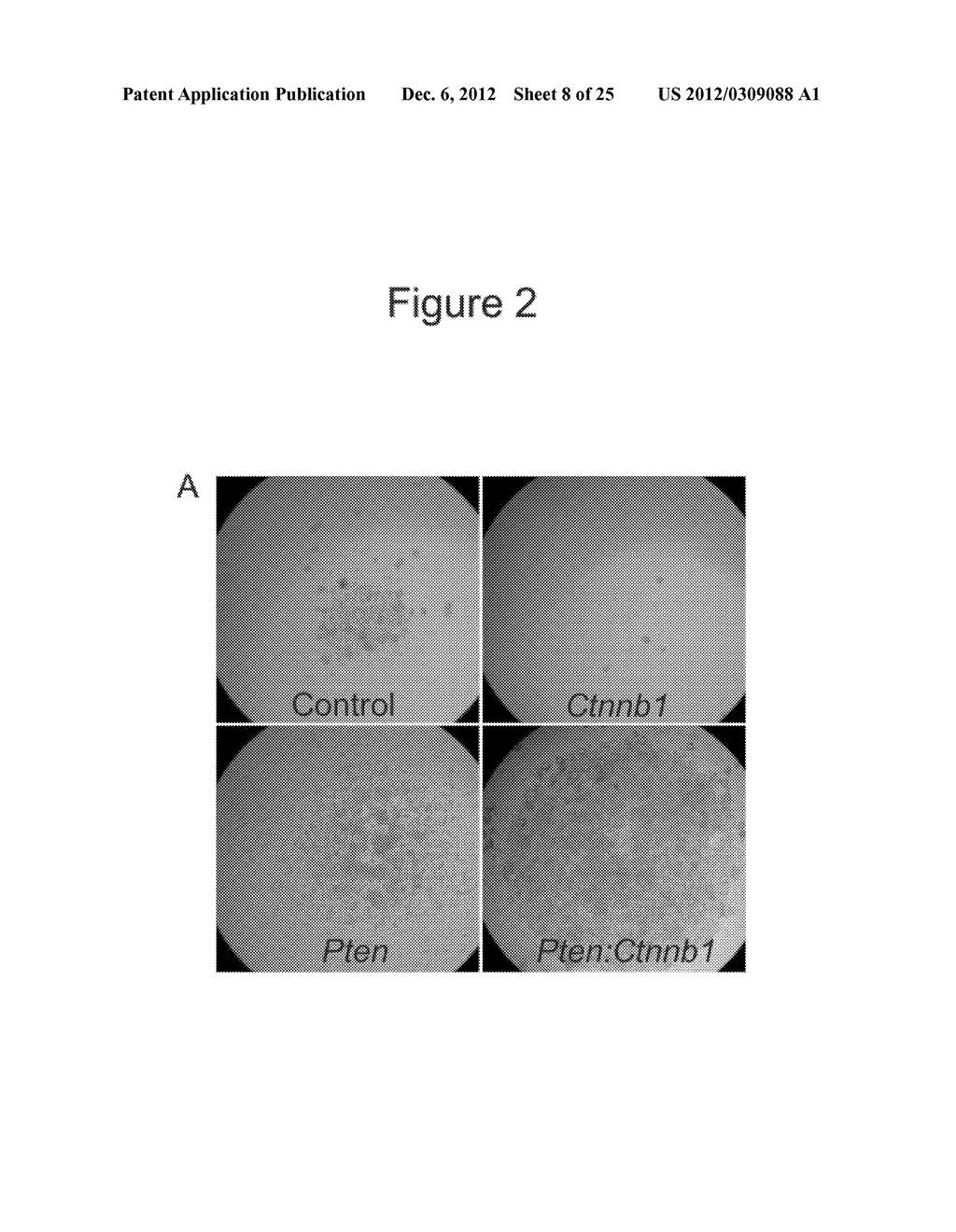 METHODS AND COMPOSITIONS FOR STEM CELL SELF-RENEWAL - diagram, schematic, and image 09