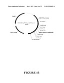 Angiogenin Expression in Plants diagram and image