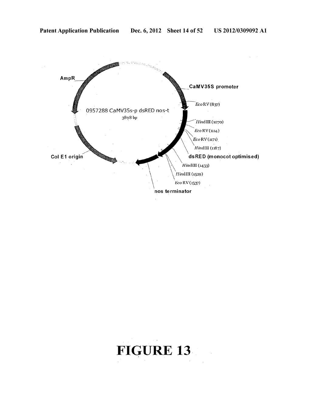 Angiogenin Expression in Plants - diagram, schematic, and image 15