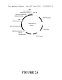 Angiogenin Expression in Plants diagram and image