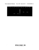 Angiogenin Expression in Plants diagram and image