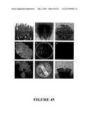 Angiogenin Expression in Plants diagram and image