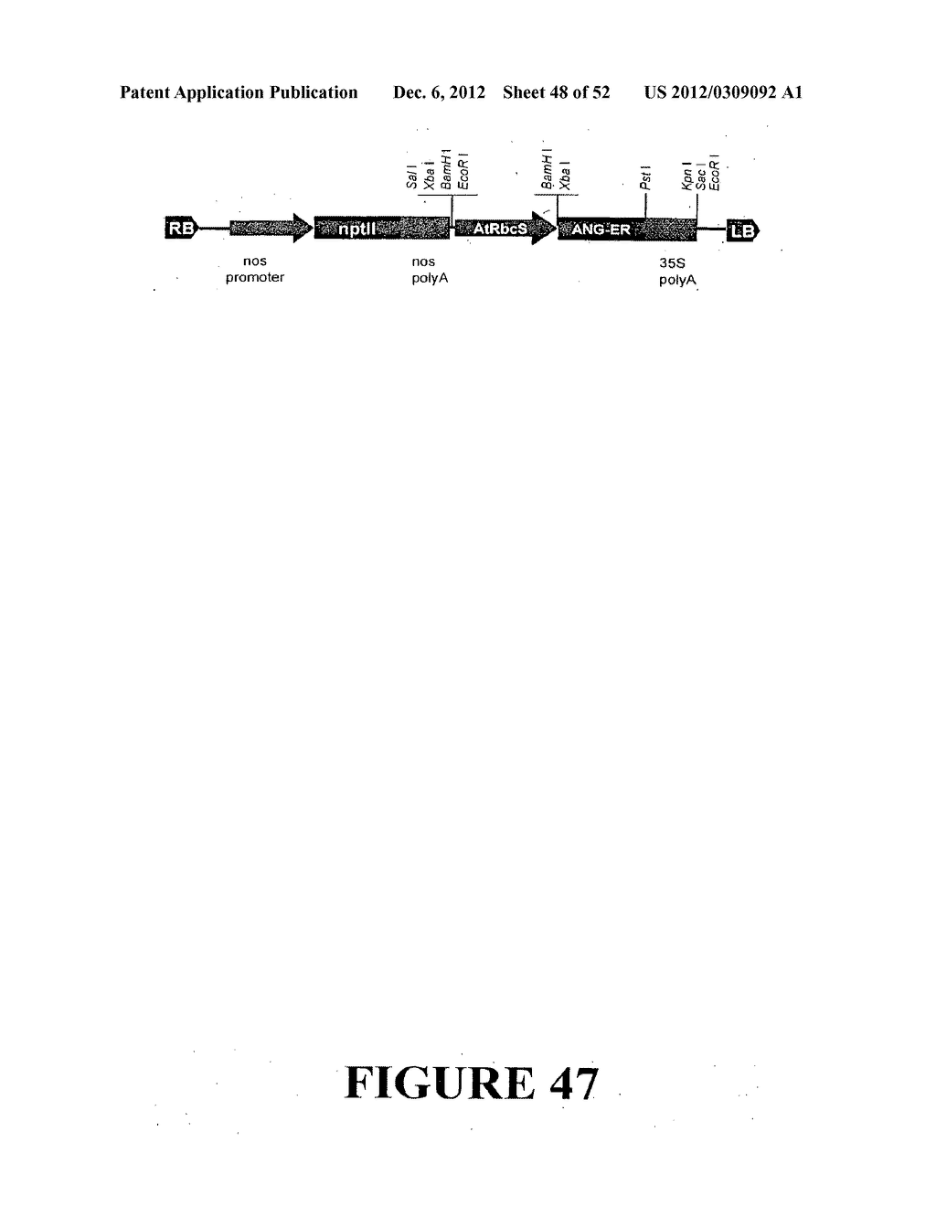 Angiogenin Expression in Plants - diagram, schematic, and image 49