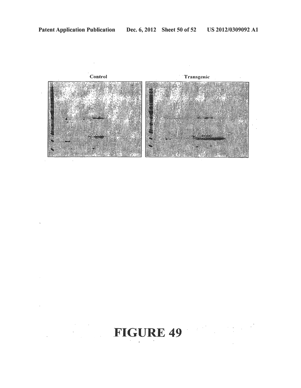 Angiogenin Expression in Plants - diagram, schematic, and image 51