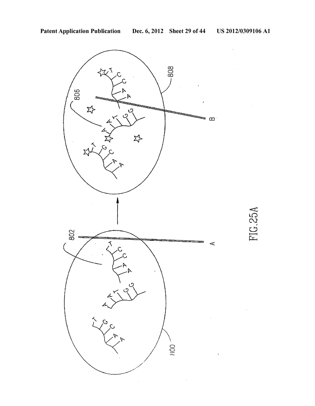 DETECTION OF A TARGET IN A SAMPLE - diagram, schematic, and image 30