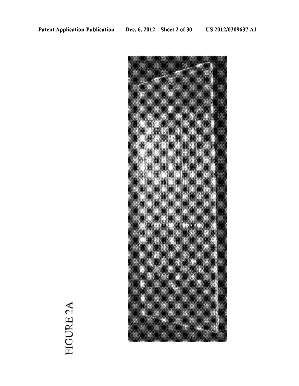 METHODS AND COMPOSITIONS FOR RAPID MULTIPLEX AMPLIFICATION OF STR LOCI - diagram, schematic, and image 03