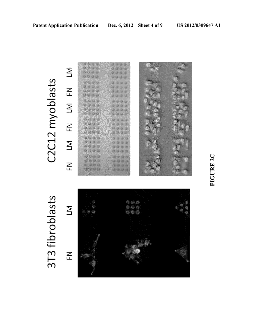 PATTERNING AND CELLULAR CO-CULTURE - diagram, schematic, and image 05