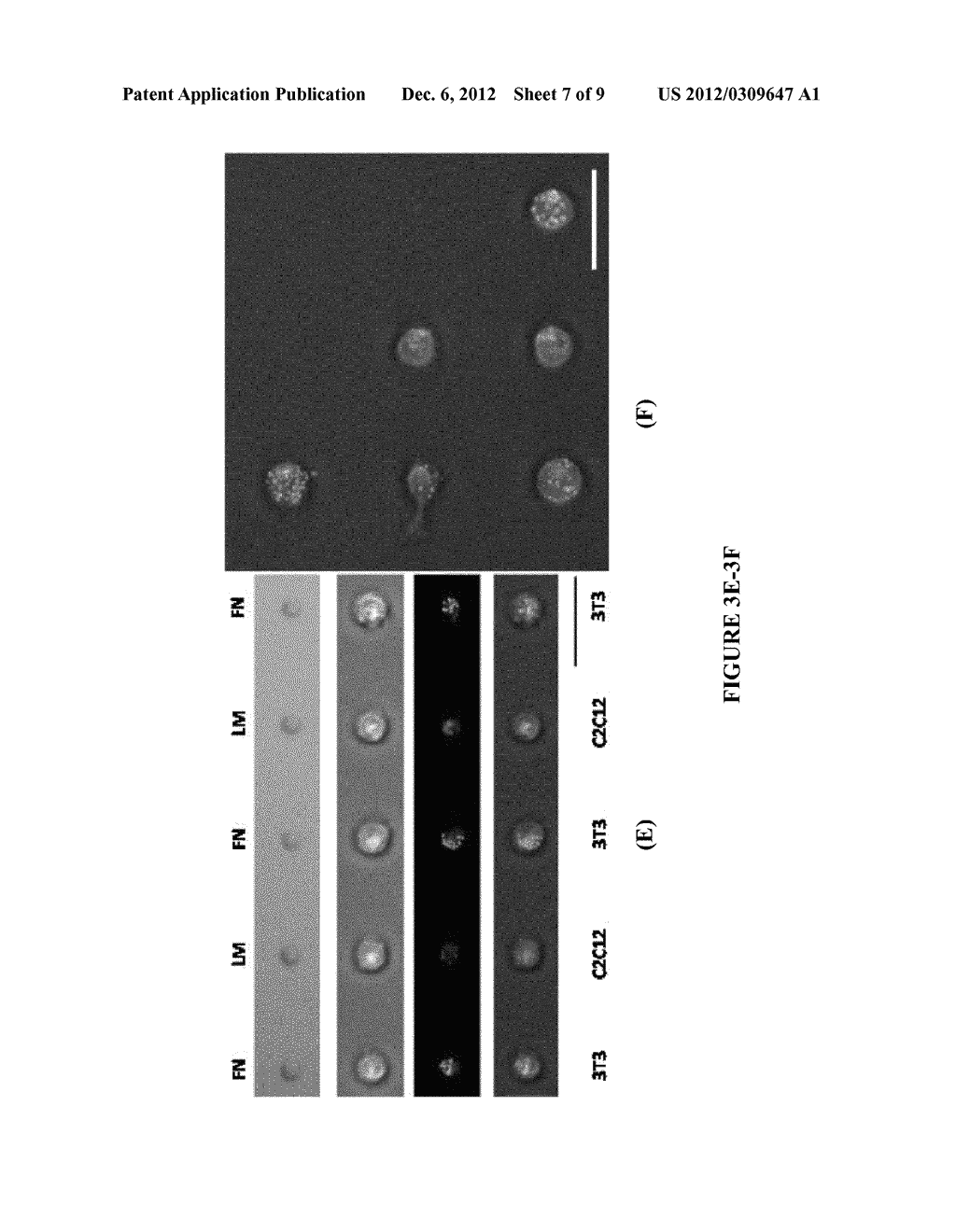 PATTERNING AND CELLULAR CO-CULTURE - diagram, schematic, and image 08