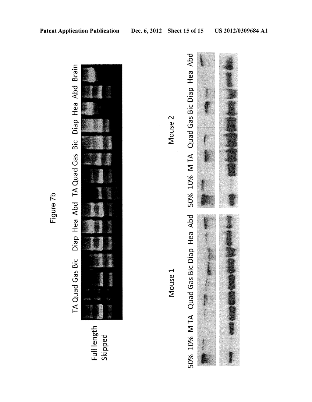 CONJUGATES FOR DELIVERY OF BIOLOGICALLY ACTIVE COMPOUNDS - diagram, schematic, and image 16