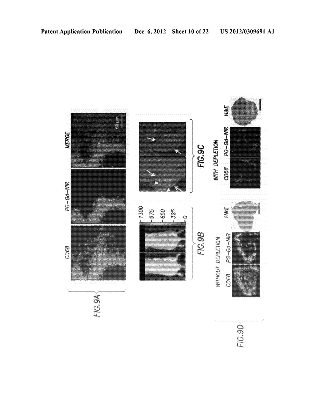 TUMOR TARGETED DELIVERY OF IMMUNOMODULATORS BY NANOPOLYMERS - diagram, schematic, and image 11