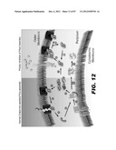 COMPOUNDS AND METHODS FOR TREATING BACTERIAL INFECTIONS diagram and image