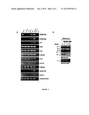 COMBINED TREATMENT OF PANCREATIC CANCER WITH GEMCITABINE AND MASITINIB diagram and image