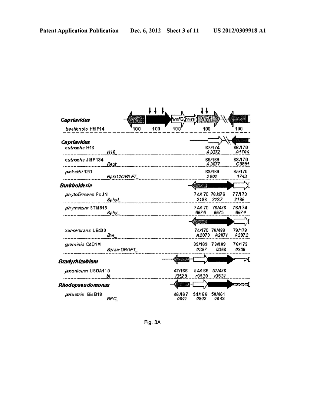 POLYPEPTIDES HAVING OXIDOREDUCTASE ACTIVITY AND THEIR USES - diagram, schematic, and image 04