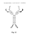 GLYCOSYLATED REPEAT-MOTIF-MOLECULE CONJUGATES diagram and image