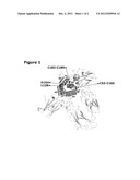 Growth Hormones With Prolonged In-Vivo Efficacy diagram and image