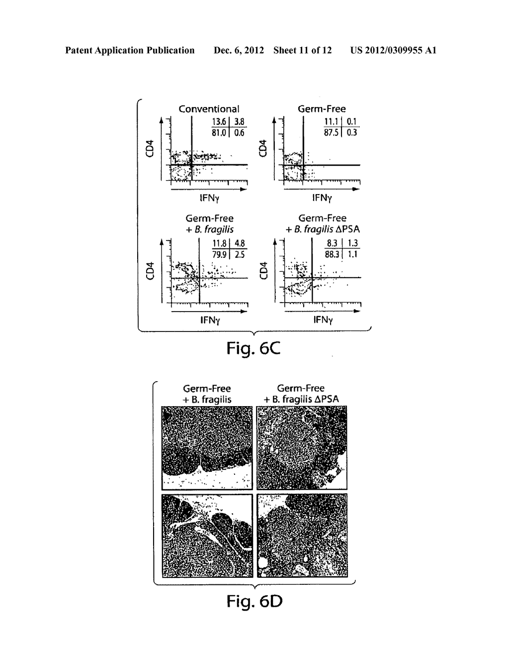 ZWITTERIONIC POLYSACCHARIDES FOR PROMOTION OF IMMUNE SYSTEM MATURATION AND     HEALTH - diagram, schematic, and image 12