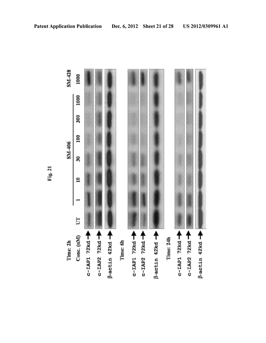 DIAZO BICYCLIC SMAC MIMETICS AND THE USES THEREOF - diagram, schematic, and image 22