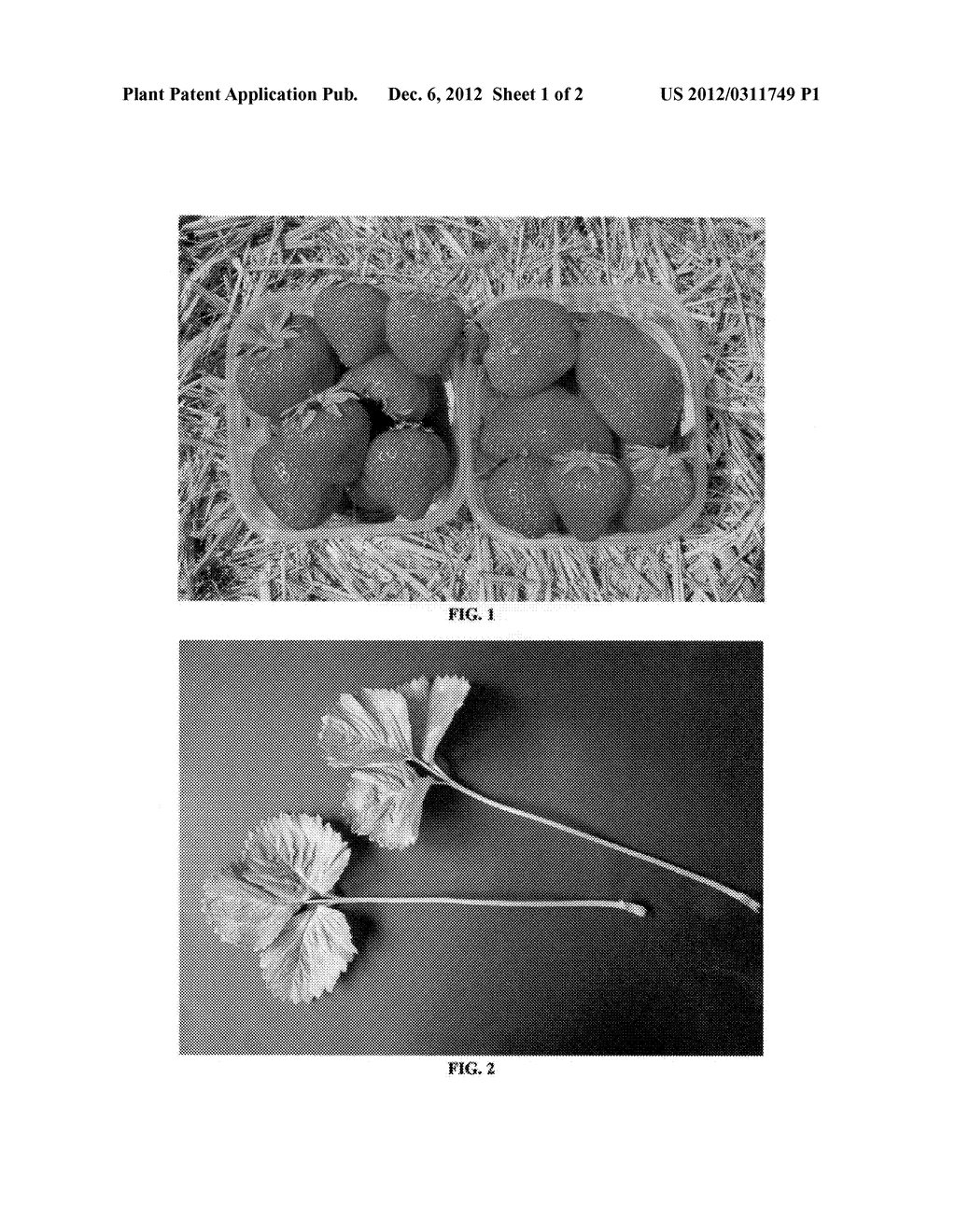 Strawberry plant named 'Cristina' - diagram, schematic, and image 03