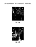 Shrouded-Plasma Process and Apparatus for the Production of Metastable     Nanostructured Materials diagram and image