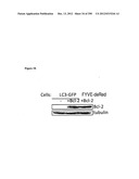 Methods for Modulation of Autophagy Through the Modulation of     Autophagy-Inhibiting Gene Products diagram and image