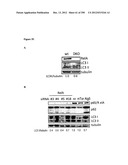 Methods for Modulation of Autophagy Through the Modulation of     Autophagy-Inhibiting Gene Products diagram and image