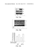 USES OF FORMULATIONS OF THYROID HORMONE ANALOGS AND NANOPARTICULATE FORMS     THEREOF TO INCREASE CHEMOSENSIVITY AND RADIOSENSITIVITY IN TUMOR OR     CANCER CELLS diagram and image