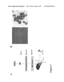 LARGE SCALE GENERATION OF FUNCTIONAL MEGAKARYOCYTES AND PLATELETS FROM     HUMAN EMBRYONIC STEM CELLS UNDER STROMAL-FREE CONDITIONS diagram and image