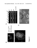 LARGE SCALE GENERATION OF FUNCTIONAL MEGAKARYOCYTES AND PLATELETS FROM     HUMAN EMBRYONIC STEM CELLS UNDER STROMAL-FREE CONDITIONS diagram and image