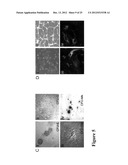 LARGE SCALE GENERATION OF FUNCTIONAL MEGAKARYOCYTES AND PLATELETS FROM     HUMAN EMBRYONIC STEM CELLS UNDER STROMAL-FREE CONDITIONS diagram and image