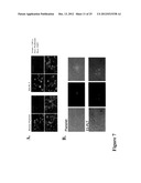 LARGE SCALE GENERATION OF FUNCTIONAL MEGAKARYOCYTES AND PLATELETS FROM     HUMAN EMBRYONIC STEM CELLS UNDER STROMAL-FREE CONDITIONS diagram and image