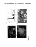 LARGE SCALE GENERATION OF FUNCTIONAL MEGAKARYOCYTES AND PLATELETS FROM     HUMAN EMBRYONIC STEM CELLS UNDER STROMAL-FREE CONDITIONS diagram and image