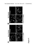 LARGE SCALE GENERATION OF FUNCTIONAL MEGAKARYOCYTES AND PLATELETS FROM     HUMAN EMBRYONIC STEM CELLS UNDER STROMAL-FREE CONDITIONS diagram and image