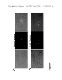 LARGE SCALE GENERATION OF FUNCTIONAL MEGAKARYOCYTES AND PLATELETS FROM     HUMAN EMBRYONIC STEM CELLS UNDER STROMAL-FREE CONDITIONS diagram and image